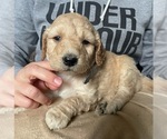 Small Photo #3 Goldendoodle (Miniature) Puppy For Sale in ALBION, NJ, USA