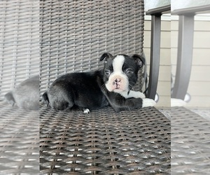 Boston Terrier Puppy for sale in CHARLOTTESVILLE, VA, USA