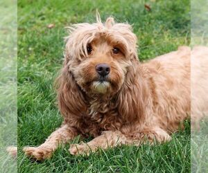 Mother of the Goldendoodle (Miniature) puppies born on 05/05/2025