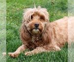 Small Photo #1 Goldendoodle (Miniature) Puppy For Sale in LITITZ, PA, USA