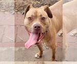 Small Photo #15 American Staffordshire Terrier-Unknown Mix Puppy For Sale in Spotsylvania, VA, USA