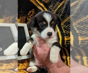 Pembroke Welsh Corgi Puppy for sale in DENHAM SPRINGS, LA, USA