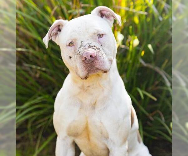 Medium Photo #2 Mutt Puppy For Sale in Camarillo, CA, USA