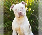 Small #1 Mutt