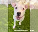 Small #1 American Bulldog-Staffordshire Bull Terrier Mix