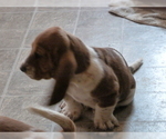 Small Photo #5 Basset Hound Puppy For Sale in PUEBLO, CO, USA