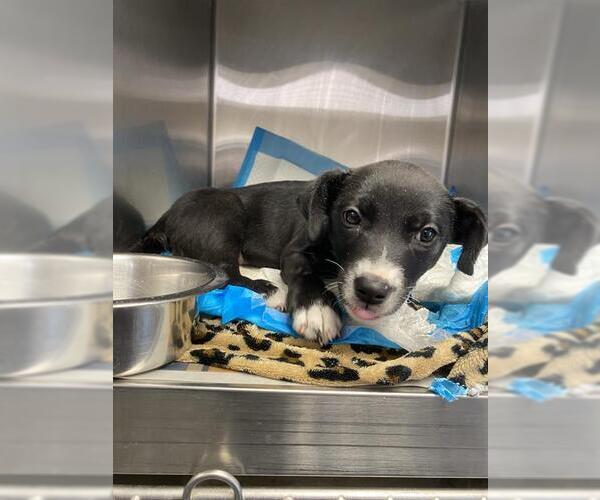 Medium Photo #1 American Staffordshire Terrier Puppy For Sale in San Antonio, TX, USA