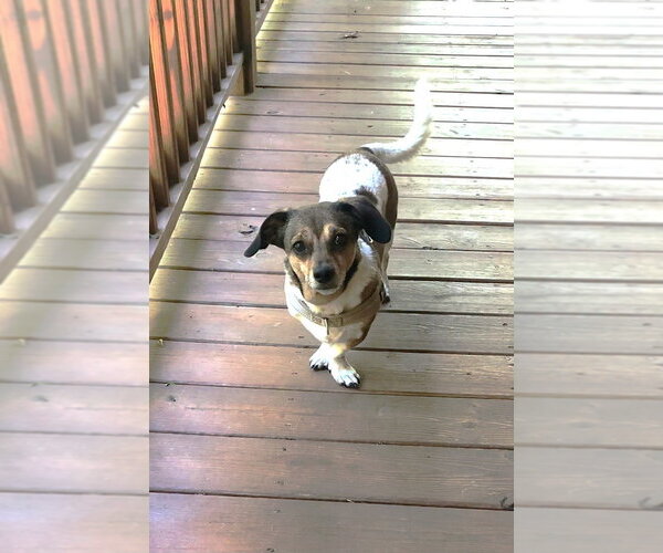 Medium Photo #12 Beagle-Unknown Mix Puppy For Sale in Ellijay, GA, USA