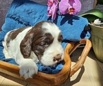 Small #15 English Springer Spaniel