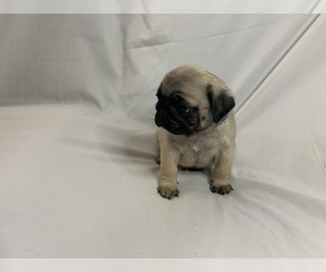 Pug Puppy for sale in LITTLE FALLS, NJ, USA