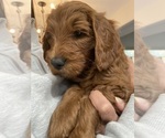 Puppy Puppy 3 Goldendoodle