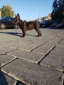 Medium Photo #8 French Bulldog Puppy For Sale in INGLEWOOD, CA, USA