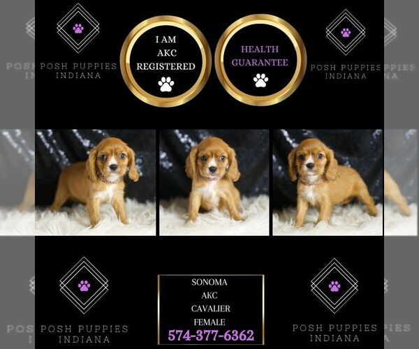 Medium Photo #1 Cavalier King Charles Spaniel Puppy For Sale in WARSAW, IN, USA