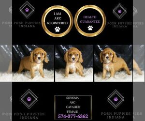 Cavalier King Charles Spaniel Puppy for sale in WARSAW, IN, USA