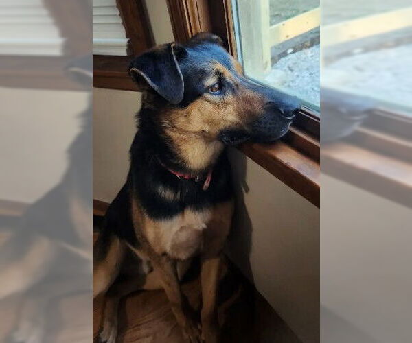 Medium Photo #5 German Shepherd Dog-Unknown Mix Puppy For Sale in Kansas City, MO, USA