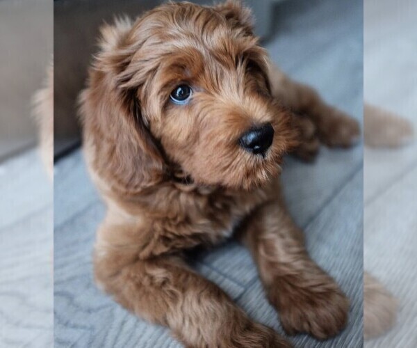 Medium Photo #3 Goldendoodle-Poodle (Standard) Mix Puppy For Sale in BALDWIN HILLS, CA, USA