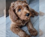 Small Photo #3 Goldendoodle-Poodle (Standard) Mix Puppy For Sale in BALDWIN HILLS, CA, USA