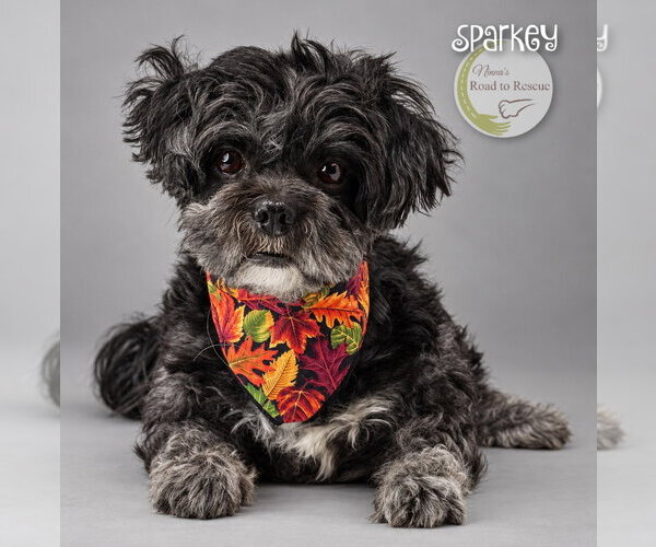 Medium Photo #3 Shih Tzu Puppy For Sale in Benton, LA, USA