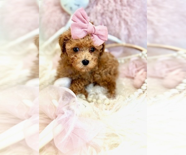 Medium Photo #8 Poodle (Toy) Puppy For Sale in AVONDALE ESTATES, GA, USA