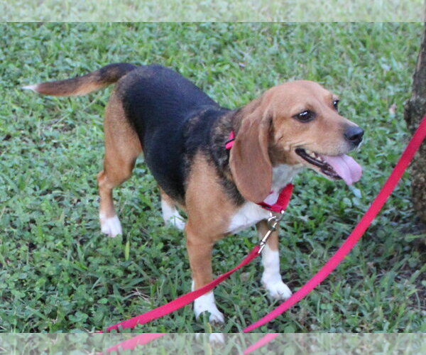 Medium Photo #9 Beagle Puppy For Sale in Dunnellon, FL, USA