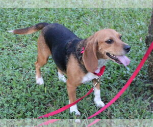 Sundae aka Sunni - Female Beagle Dog for Adoption - Photo #9