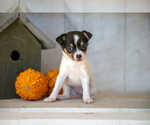Puppy Lily Fox Terrier (Toy)