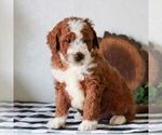 Small #4 Goldendoodle (Miniature)