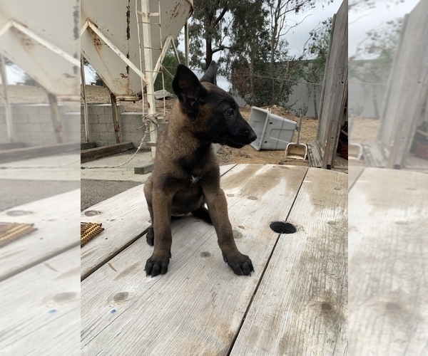 Medium Photo #5 Belgian Malinois Puppy For Sale in SPRING VALLEY, CA, USA