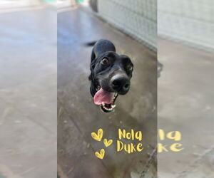 Borador Dogs for adoption in Monte Vista, CO, USA
