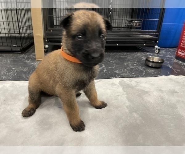 Medium Photo #82 Belgian Malinois Puppy For Sale in REESEVILLE, WI, USA