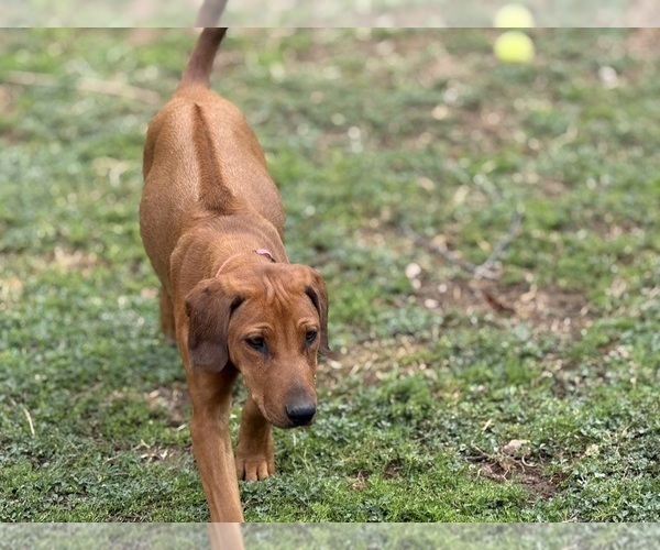Medium Photo #12 Labrador Retriever-Rhodesian Ridgeback Mix Puppy For Sale in FRESNO, CA, USA