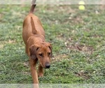 Small #11 Labrador Retriever-Rhodesian Ridgeback Mix