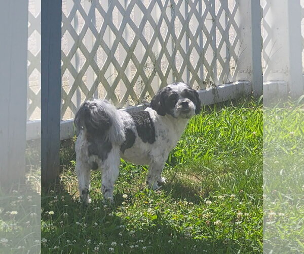Medium Photo #1 Shih Tzu Puppy For Sale in pomfret, CT, USA