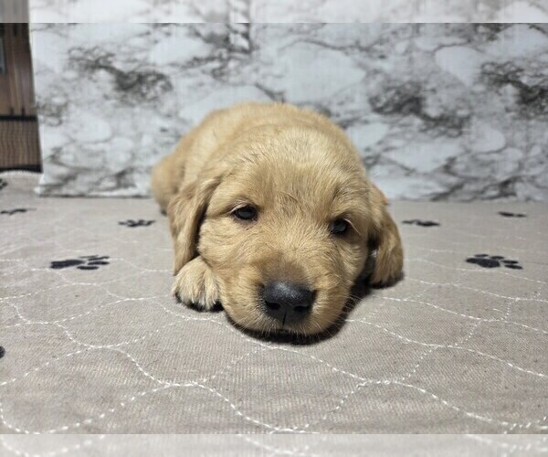Medium Photo #11 Golden Retriever Puppy For Sale in MINNEAPOLIS, MN, USA