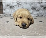 Small #10 Golden Retriever