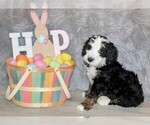 Small Photo #1 Bernedoodle Puppy For Sale in NORTH WILKESBORO, NC, USA
