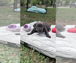 Small #1 American Staffordshire Terrier Mix