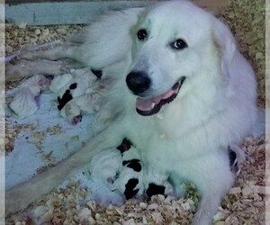 Mother of the Pyredoodle puppies born on 07/29/2019