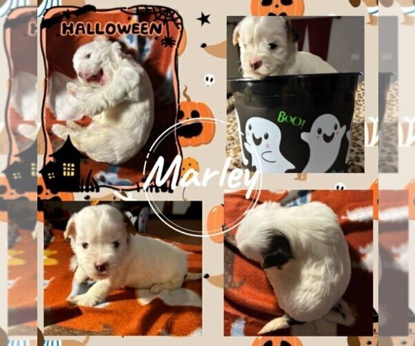 Medium Photo #2 Yorkshire Terrier Puppy For Sale in SCHERTZ, TX, USA