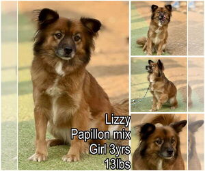 Papillon-Unknown Mix Dogs for adoption in Seattle, WA, USA
