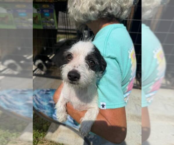 Medium Photo #2 Mutt Puppy For Sale in Jackson Township, NJ, USA