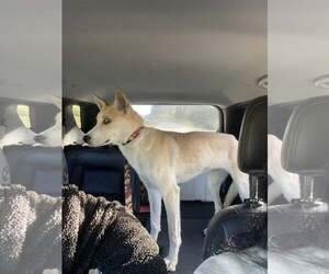 Myra - Female Siberian Husky-Unknown Mix Dog for Adoption - Photo #4