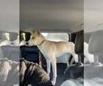 Small Photo #4 Siberian Husky-Unknown Mix Puppy For Sale in Frenchburg, KY, USA
