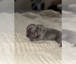 Small #3 French Bulldog