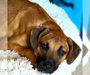 Boxer-Unknown Mix Dogs for adoption in Fargo, ND, USA