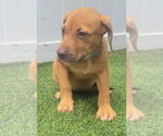 Small #2 Dachsador