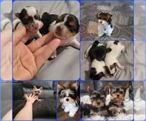 Yorkshire Terrier Puppy for sale in PALMDALE, CA, USA