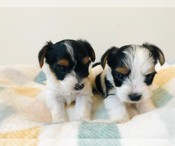 Medium Photo #13 Yorkshire Terrier Puppy For Sale in MILWAUKEE, WI, USA