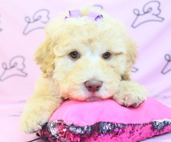 Medium Photo #1 Goldendoodle Puppy For Sale in LAS VEGAS, NV, USA