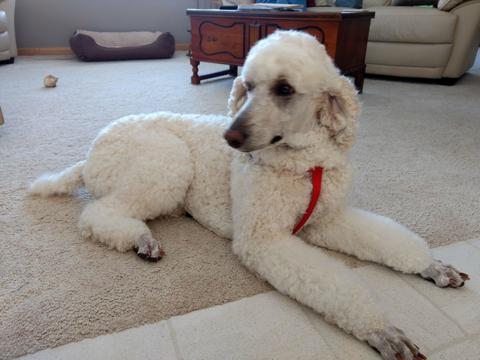 Medium Photo #1 Poodle (Standard) Puppy For Sale in MANLY, IA, USA